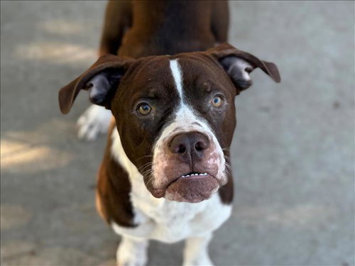 REMMIE, a dog for adoption from City of Tulsa Animal Welfare