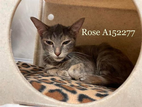 ROSE, a cat for adoption from City of Tulsa Animal Welfare