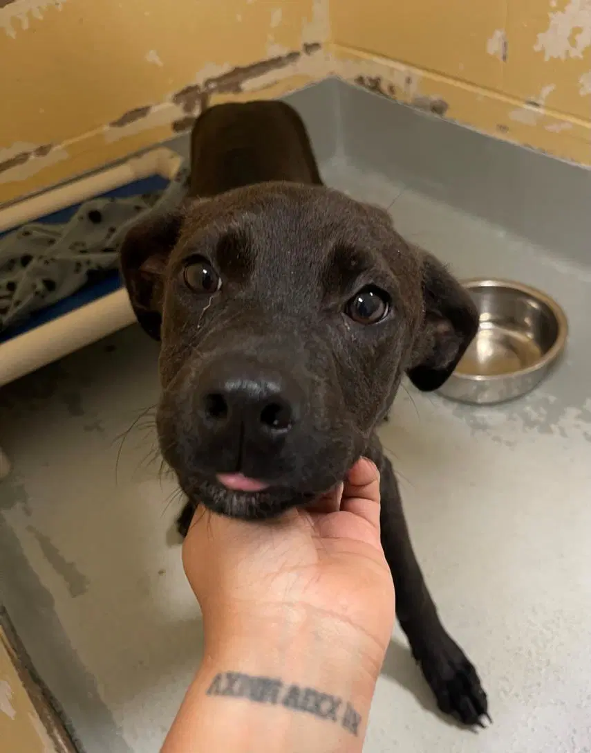 Malorie - Pit Bull Terrier