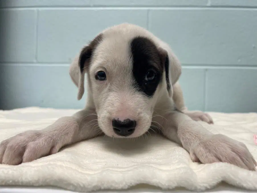 Anteater - Pit Bull Terrier