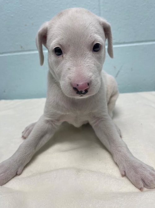 POLAR BEAR, a dog for adoption from City of Tulsa Animal Welfare