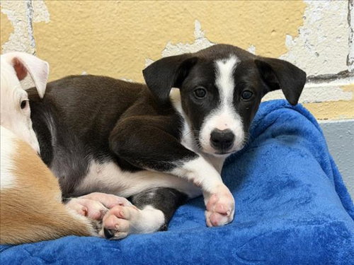 MOCHA, a dog for adoption from City of Tulsa Animal Welfare