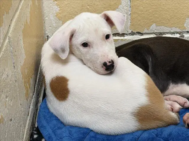 Caramel - Pit Bull Terrier