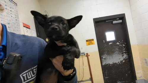 NUTMEG, a dog for adoption from City of Tulsa Animal Welfare