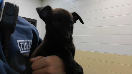 CINNAMON, a dog for adoption from City of Tulsa Animal Welfare