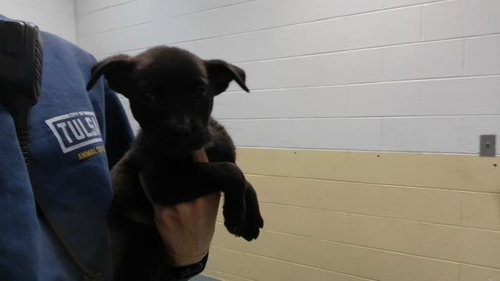 CLOVE, a dog for adoption from City of Tulsa Animal Welfare