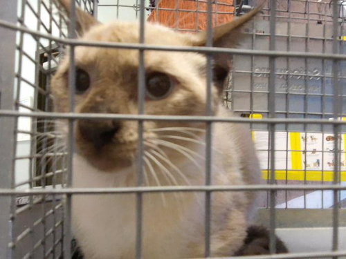 NIX, a cat for adoption from City of Tulsa Animal Welfare