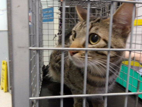 HUNK, a cat for adoption from City of Tulsa Animal Welfare