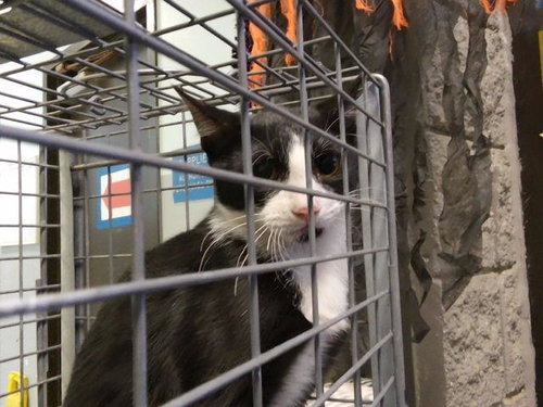 ARLO, a cat for adoption from City of Tulsa Animal Welfare