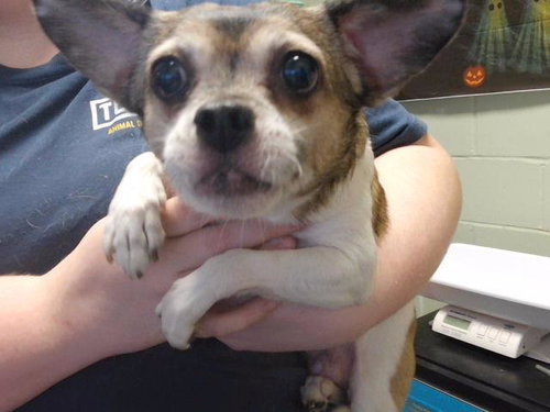 KICKS, a dog for adoption from City of Tulsa Animal Welfare
