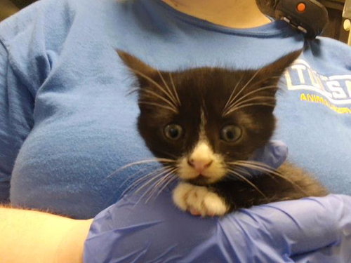 SUZETTE, a cat for adoption from City of Tulsa Animal Welfare
