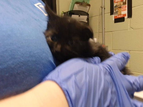 EMMA, a cat for adoption from City of Tulsa Animal Welfare