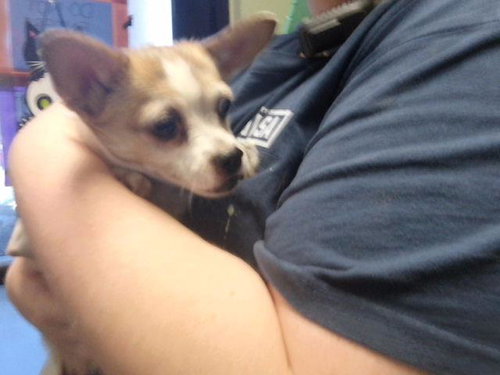 FIDGET, a dog for adoption from City of Tulsa Animal Welfare