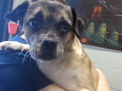 ERROL, a dog for adoption from City of Tulsa Animal Welfare