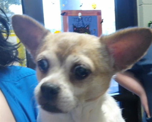 QUINN, a dog for adoption from City of Tulsa Animal Welfare
