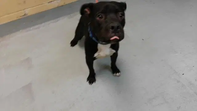 Victor - Pit Bull Terrier