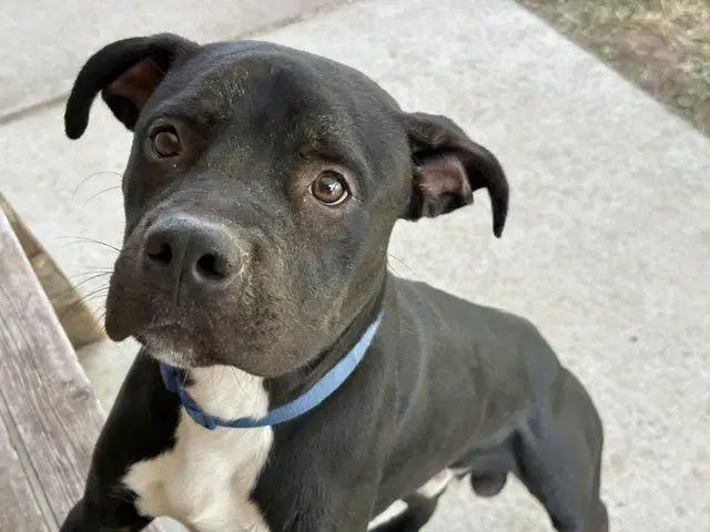 Victor - Pit Bull Terrier