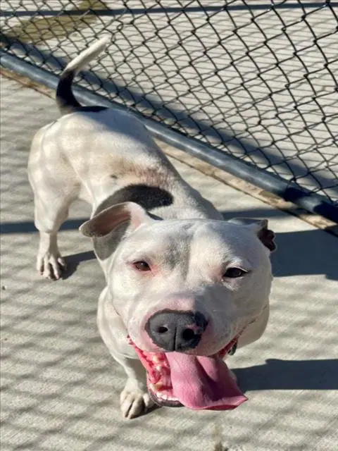 Diesel - Pit Bull Terrier
