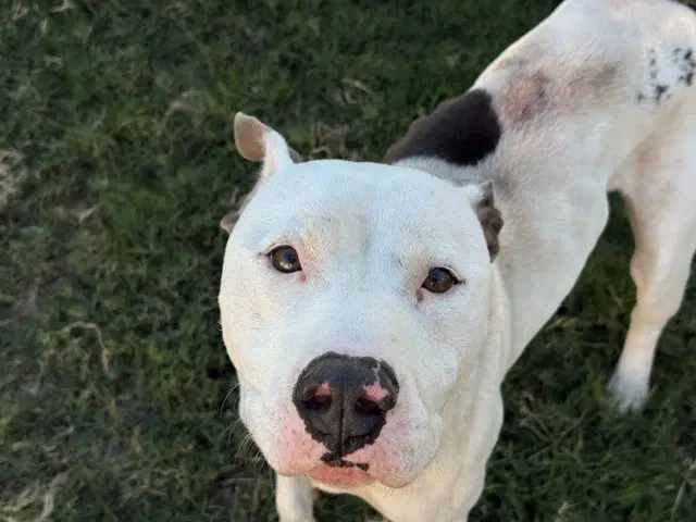 Diesel - Pit Bull Terrier