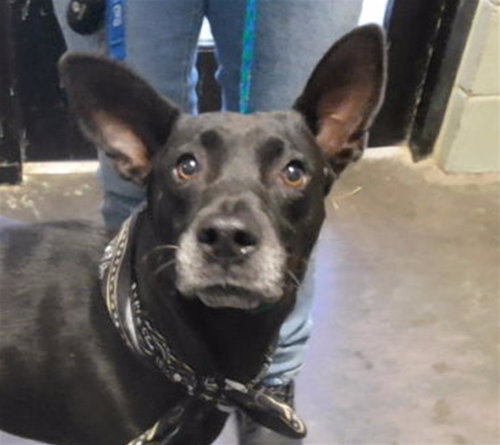 SHEA/ GEGE, a dog for adoption from City of Tulsa Animal Welfare