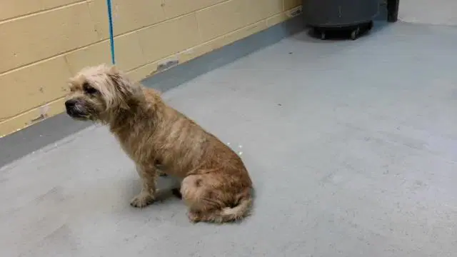 Terry - Brussels Griffon