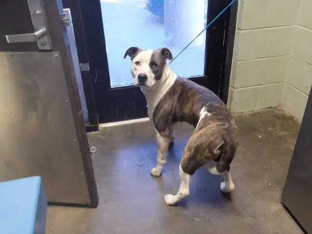 Luigi - Pit Bull Terrier