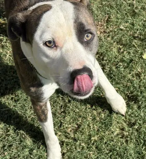 Luigi - Pit Bull Terrier