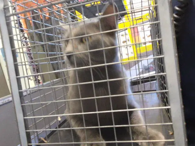 Flick - Domestic Short Hair