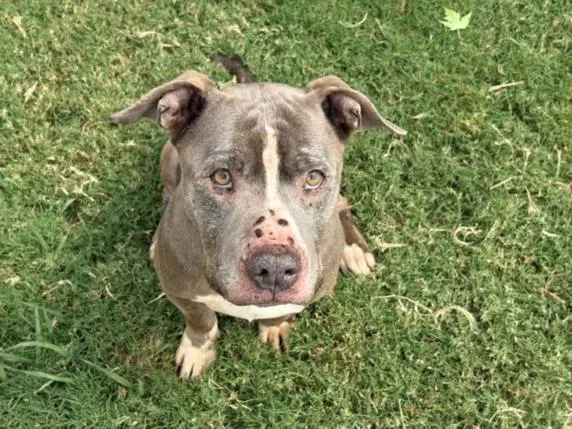 Barney - Pit Bull Terrier