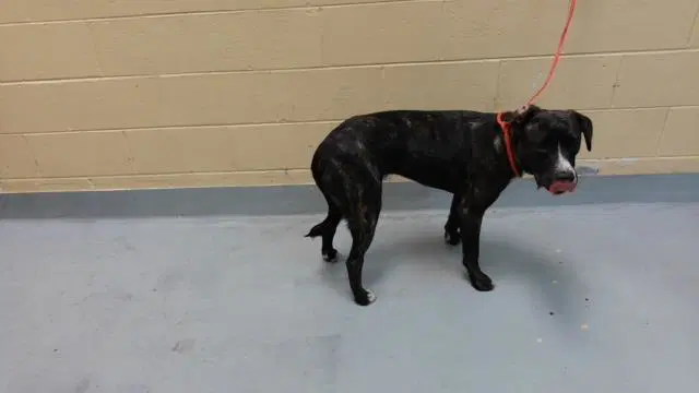 Davey - Pit Bull Terrier