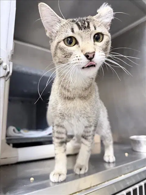 Savannah - American Shorthair