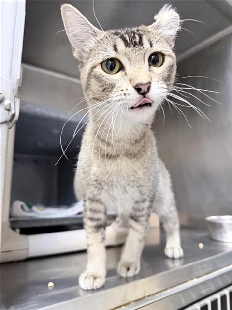 Savannah
