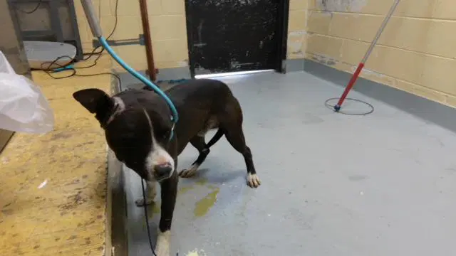 Roadrunner - Pit Bull Terrier