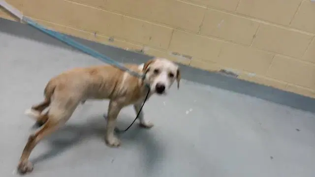 Melloww - Pit Bull Terrier