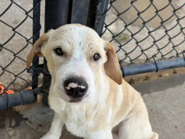 Melloww - Pit Bull Terrier