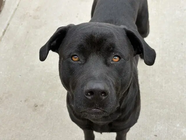 Moose - Mastiff