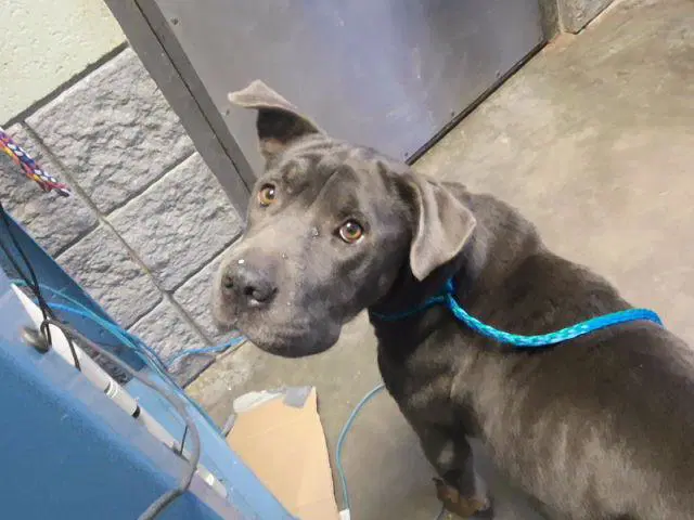 Way - Chinese Shar-Pei