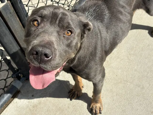 Way - Chinese Shar-Pei