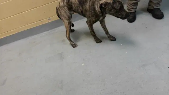 Picante - Pit Bull Terrier