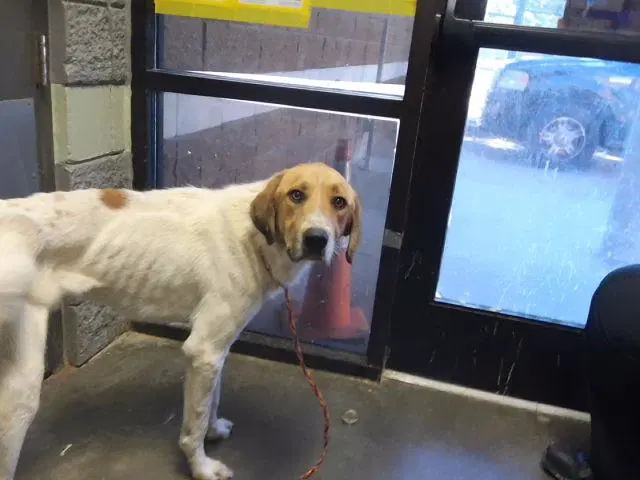 Cypress - Saint Bernard