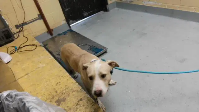 Mars - Pit Bull Terrier