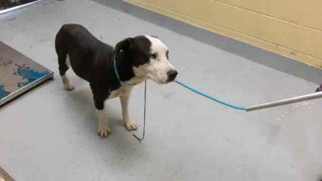 Memphis - Pit Bull Terrier