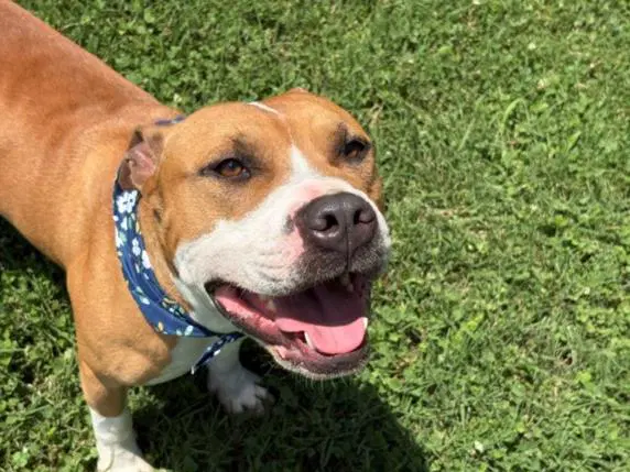 Hogg - Pit Bull Terrier
