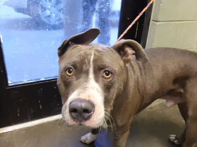 Lo-Jax - Pit Bull Terrier