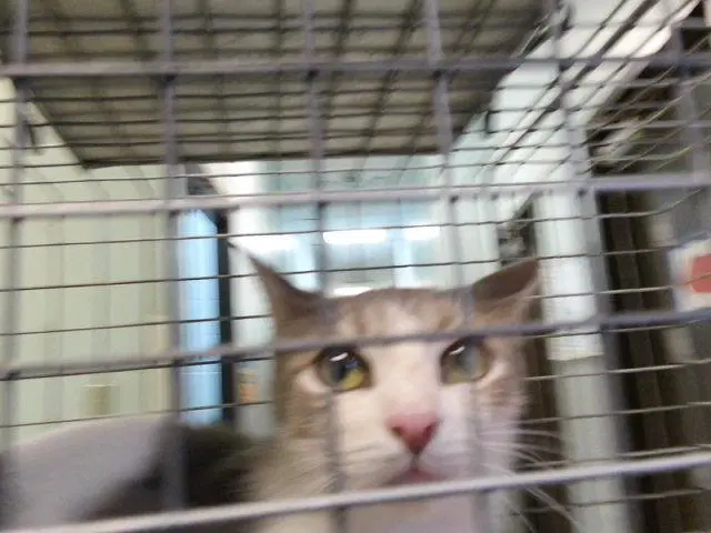 Smore - Domestic Short Hair