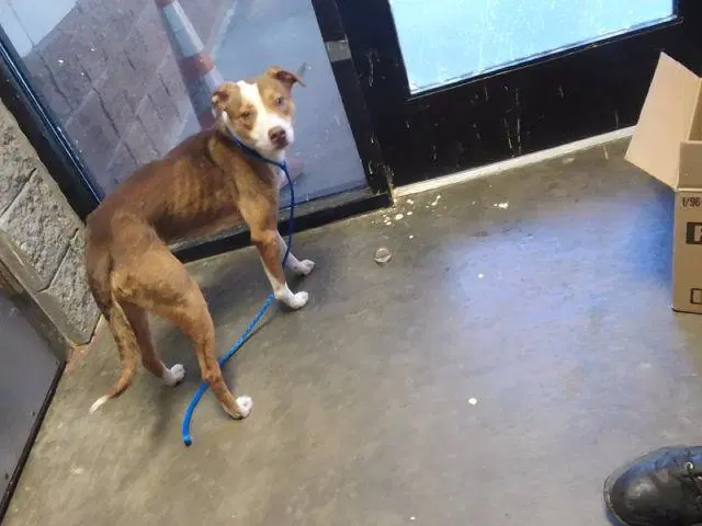 Booger - Pit Bull Terrier