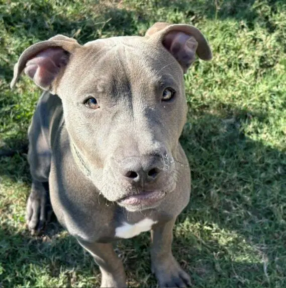Spidy - Pit Bull Terrier