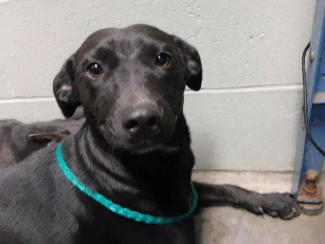 Keisharra - Labrador Retriever
