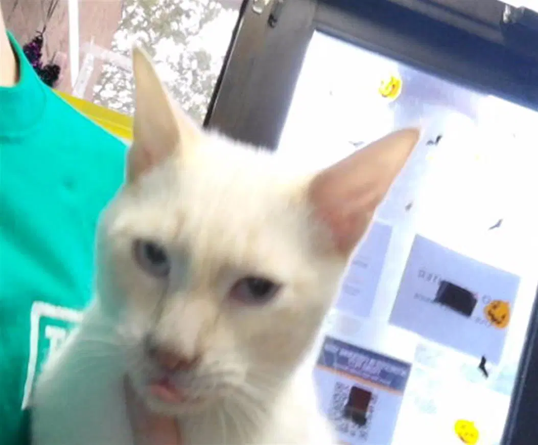 Cornelius - Domestic Short Hair