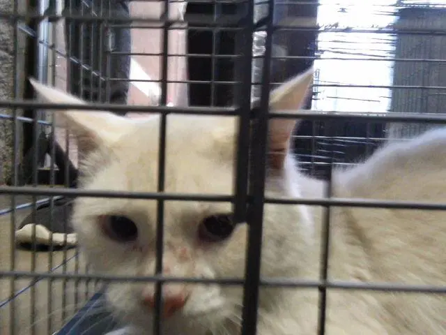 Whitley - Domestic Short Hair